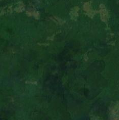 vedda_forest_s2cloudless_z14.png